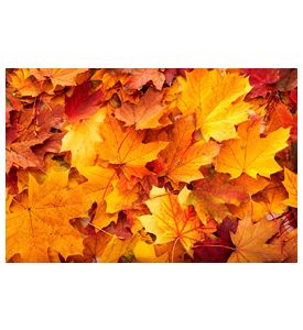 Background Group Autumn Orange Leaves -  - ID # 25799304