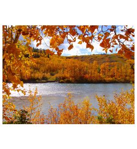 Fall Foliage Along The Bow River - Calgary Canada - ID # 26396949
