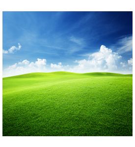 Green Field And Blue Sky - ID # 28012512