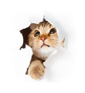 Cat In Paper Side Torn Hole Isolated - ID # 33902265