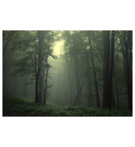 Green Forest After Rain - ID # 35159716