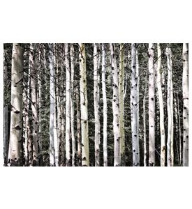Aspen Tree Trunks In Forest As Natural Background - ID # 39155062