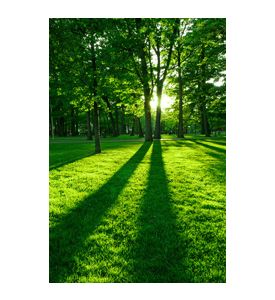 Green Park With Long Shadows From Setting Sun - ID # 4211055