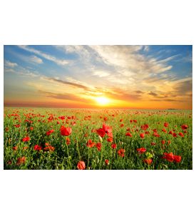 Field With Green Grass And Red Poppies - ID # 42164353