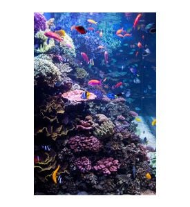 Saltwater Aquarium With Tropical Fish - ID # 43276340