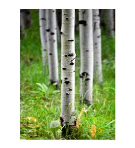 Aspen Birch Trees In Summer - ID # 43549896