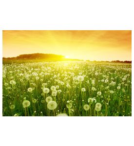 Dandelions In Meadow During Sunset -  - ID # 43670795