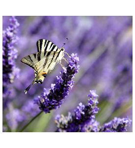 Mariposa En Lavanda - Iphyclides Podalirius - ID # 43719096