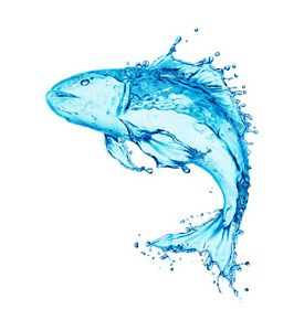 Water Fish Splash Isolated On White Background - ID # 44209389