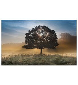Sunrise Sunbeams Bursting Through Tree - ID # 45787842