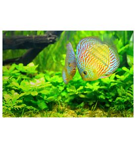 Aquarium - ID # 46329694