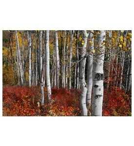 Fall - ID # 4657503