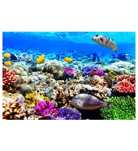 Coral And Fish In The Red Sea - Egypt - Africa - ID # 47650359