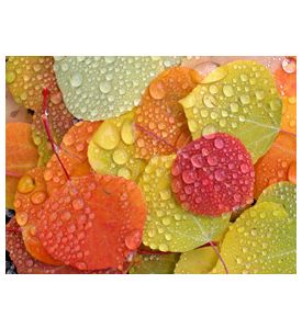 Colorful Aspen Leaves With Raindrops - ID # 47782691