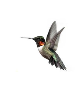 Isolated Ruby - Throated Hummingbird - ID # 47815849