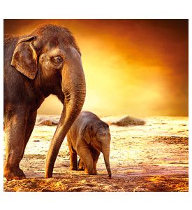 Elephant Mother And Baby Outdoors - ID # 48193474