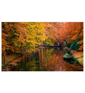 Autumn Colors In The Forest - ID # 4961680