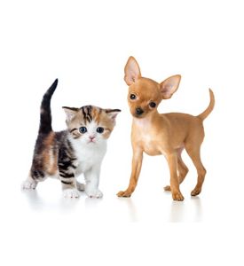 Puppy And Kitten Isolated On White - ID # 49645345