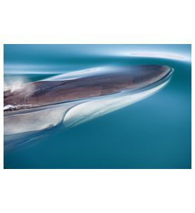 Fin Whale - ID # 49954433