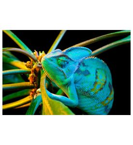 Yemen Chameleon Isolated On Black Background - ID # 50023935