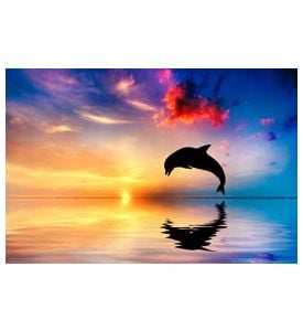 Beautiful Ocean And Sunset - Dolphin Jumping - ID # 50475395