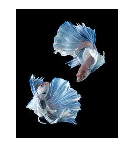 Betta Fish - Siamese Fighting Fish Isolated - ID # 50962719