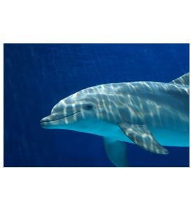 Dolphins - ID # 51139217