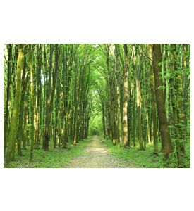 Green Trees Sunny Day In The Forest - ID # 53075343