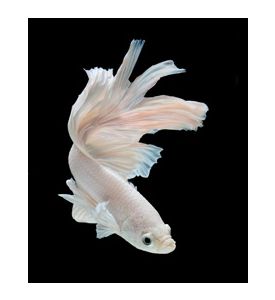 Siamese Fighting Fish - Betta - ID # 55451565