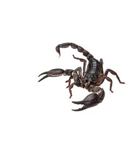 Asian Giant Forest Scorpion - Heterometrus Laoticus - ID # 55673097