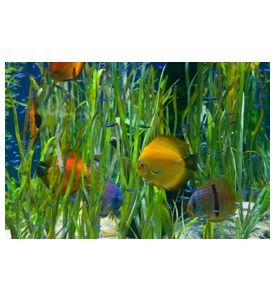 Tropical Aquarium With Fishes And Green Plants - ID # 57612615