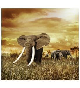 Elephants At Sunset - Walking On The Grass - ID # 58462231