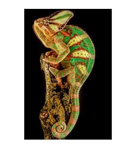 Yemen Chameleon - ID # 58613930