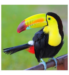 Colored Toucan - Keel Billed Toucan - ID # 59037585