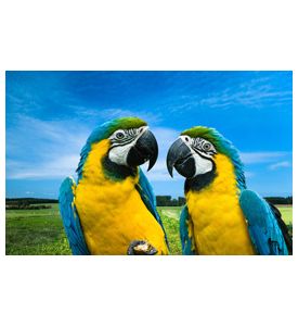 Blue And Yellow Macaws In Love  - ID # 5914397