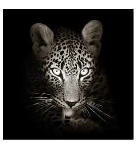 Leopard Face Close - Up In Black And White - ID # 59211871