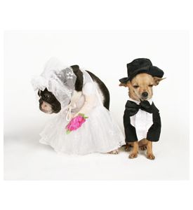 Two Dogs In Wedding Attire Getting Married - ID # 5922542