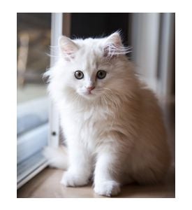White Long - Haired Pedigree Kitten Inside Waiting  - ID # 59509343