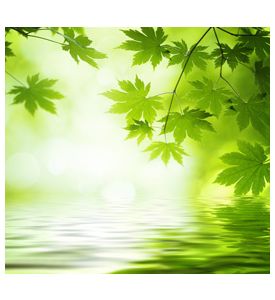 Green Leaves Reflecting In The Water - ID # 59832226