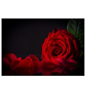 Natural Red Roses Background - ID # 60491439