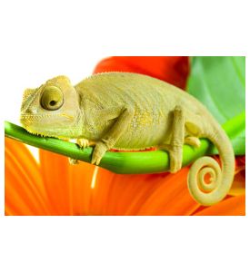 Chameleon On Flower - Isolation On White - ID # 7192802