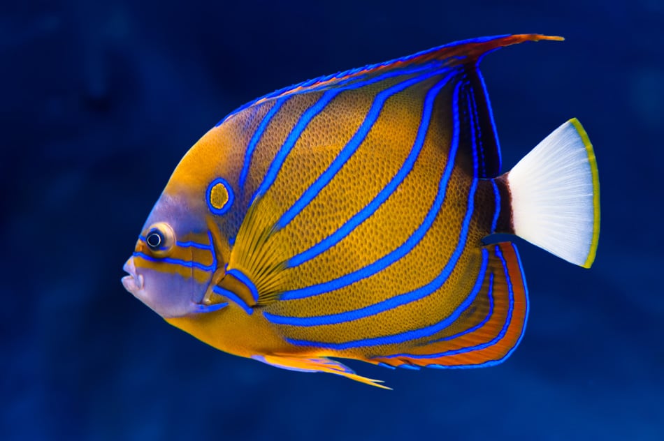 Get Delighted by the Blue Ring Angelfish – Marine World Aquatics